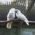 ڶ԰ɢ֮singapore park zoo_0
