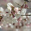 AʢD؅^ѻ (Washington DC Cherry Blossom)_0