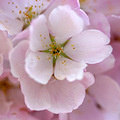 AʢD؅^ѻ (Washington DC Cherry Blossom)_1
