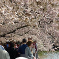 AʢD؅^ѻ (Washington DC Cherry Blossom)_2