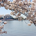AʢD؅^ѻ (Washington DC Cherry Blossom)_3