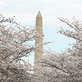 AʢD؅^ѻ (Washington DC Cherry Blossom)_4