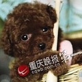 狗狗惹不起! 撞条泰迪主动报警 哪知还是遭打了