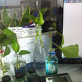 办公桌上的那些花儿（小氧吧）和那神一样的花器_4