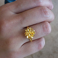 美丽的“金花”
