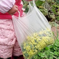 冬游记（杀年猪，吃刨猪汤，采野菊花，钓土鲫鱼，烧红苕）_4