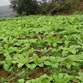 冬游记（杀年猪，吃刨猪汤，采野菊花，钓土鲫鱼，烧红苕）_2