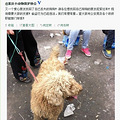 【紧急救援】”重庆32狗狗大援救“急需志愿者支援_0