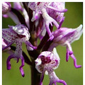 "Orchis italica"Ҳ......"л"