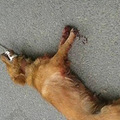 MLGB！曝光一个开摩托拖行狗狗的畜生，狗狗被虐待死了！_1