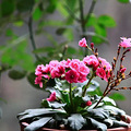 紺֮ɫ-¶΢Lewisia cotyledon_5