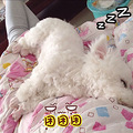 我家汤圆不是吃的，是一只汪！汪汪汪~~_3