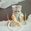 KINGS CAT ҼҶȵд¯~_4