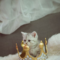 KINGS CAT ҼҶȵд¯~_0