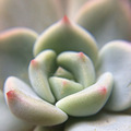 手机摄影爱好者~~~_1