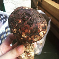 饿不饿？松茸鸡汤煮碗米线要不要？_3