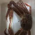 我是海鲜控，找了一个海鲜控老公，然后，发现一家海鲜，停不下来_0