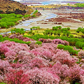 ★【世外桃源】3.27-4.10林芝桃花节+圣城拉萨15日自驾_3
