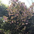 活捉南山火锅一条街上的一家中餐_1