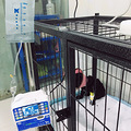 红土地轻轨站 金科花园旁 一个名叫 “宠物店”的黑店_4