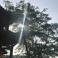 活捉南山火锅一条街上的一家中餐_5