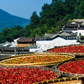 精品双飞摄影线路：11月16-19，婺源秋色，篁岭晒秋，石城长溪_0
