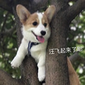 你能想象到，一条狗子能让人倾家荡产嘛~~_4
