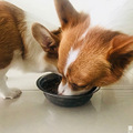 你能想象到，一条狗子能让人倾家荡产嘛~~_2