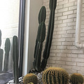 ̽¿һɫ̩ Cactus˹_2