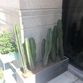 ̽¿һɫ̩ Cactus˹_1