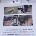 寻狗启示（大学城金科廊桥水乡11号门）