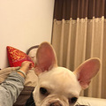家里4个狗狗，你会更喜欢哪一个？_5