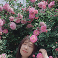 打卡wanghong蔷薇花，北碚金果园（适合亲子，闺蜜，情侣去散步拍照）_4