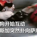 3岁男童电梯内惨遭大狗抓脸致使7厘米伤痕，犬主：牵了绳不负责