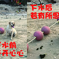 我的狗赋予了诗和远方更多的意义_3