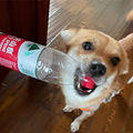 狗狗求领养_4