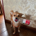 狗狗求领养_5