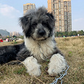 (求领养) 无家的古牧串串弟弟寻家，坐标重庆_0