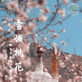 NO.5「林芝桃花」然乌湖来古冰川巴松措+纳木措+翡翠湖16日_1