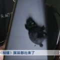 同小区2天内5条宠物狗“离奇死亡”！到底谁之过？_0