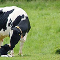 价格是牛奶的160倍，牛初乳的功效如何？_4