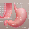 胃越撑越大，越饿越小？真相是……_2
