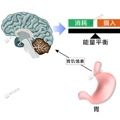 胃越撑越大，越饿越小？真相是……_1