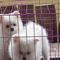 小体博美幼犬2小只