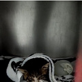 小猫得了猫瘟和冠状，在线求助