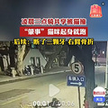 猫咪“肇事逃逸”该谁担责？_0