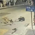 猫咪“肇事逃逸”该谁担责？_1