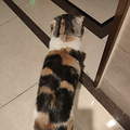 养猫4年多，踩了好多坑_1