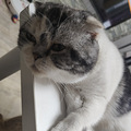 养猫4年多，踩了好多坑_2