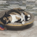 养猫4年多，踩了好多坑_4